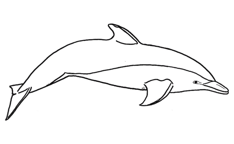 Delfin kolorowanki